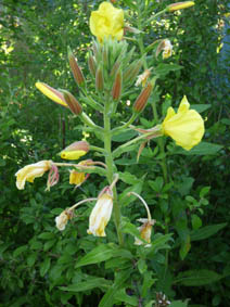 Oenothera glazioviana